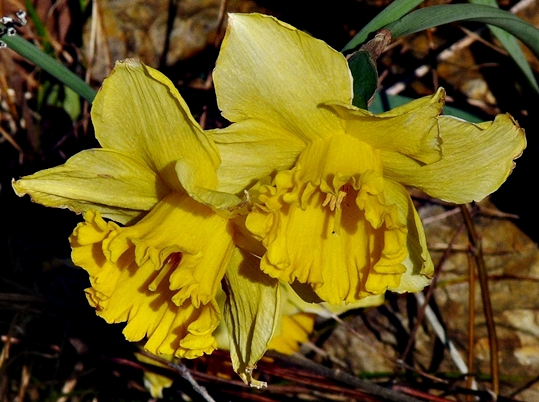 {Narcissus pseudonarcissus}